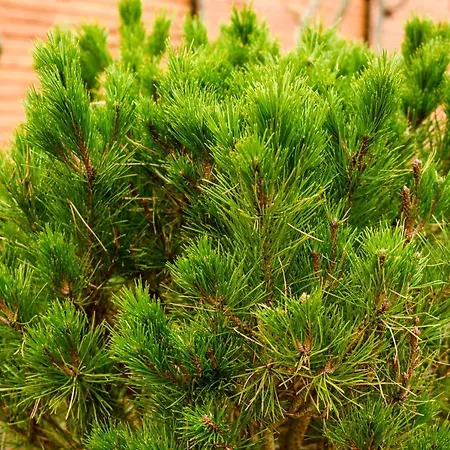 Dom Jednorodzinny * ウェバ