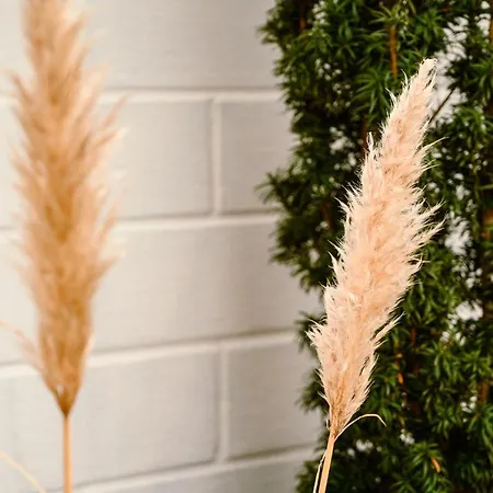 Dom Jednorodzinny ヴィラ *