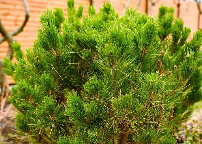 Dom Jednorodzinny * Łeba